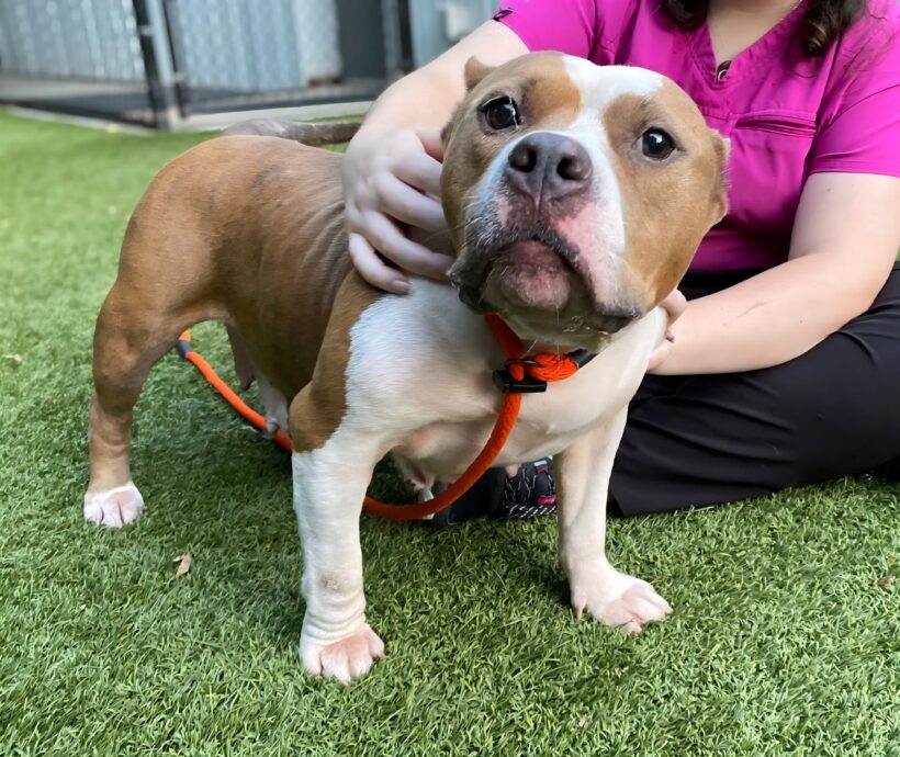 Bethany's Story - SPCA of Wake County