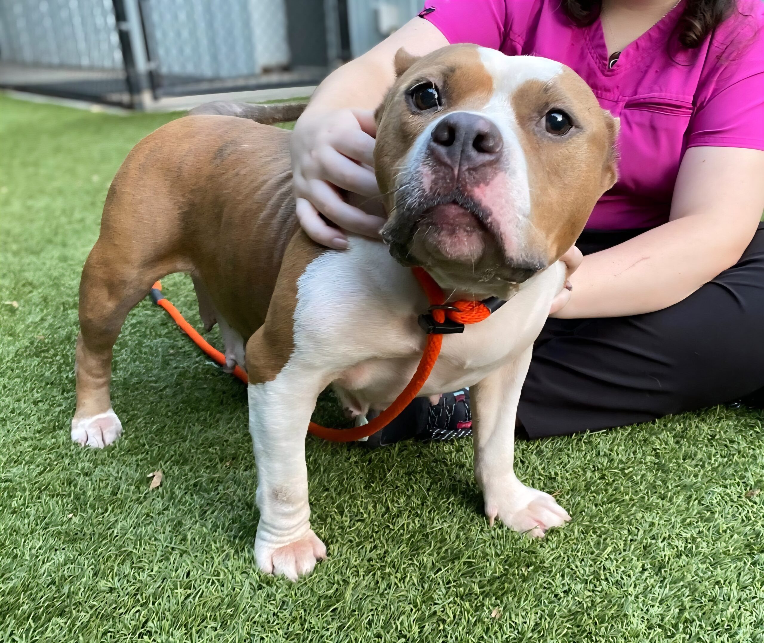 shelter dog receives pets on her shoulders while standing on the grass of the shelter's outdoor play yard