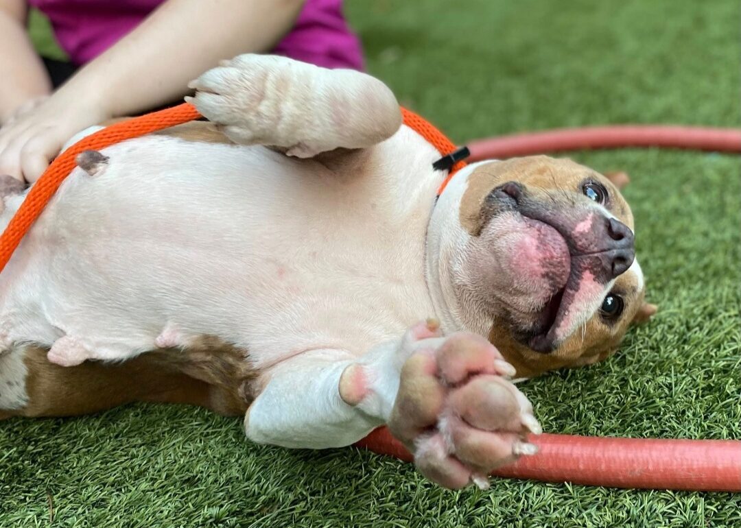 shelter dog lies on her side to receive belly rubs on the grass of the animal shelter's outdoor play yard