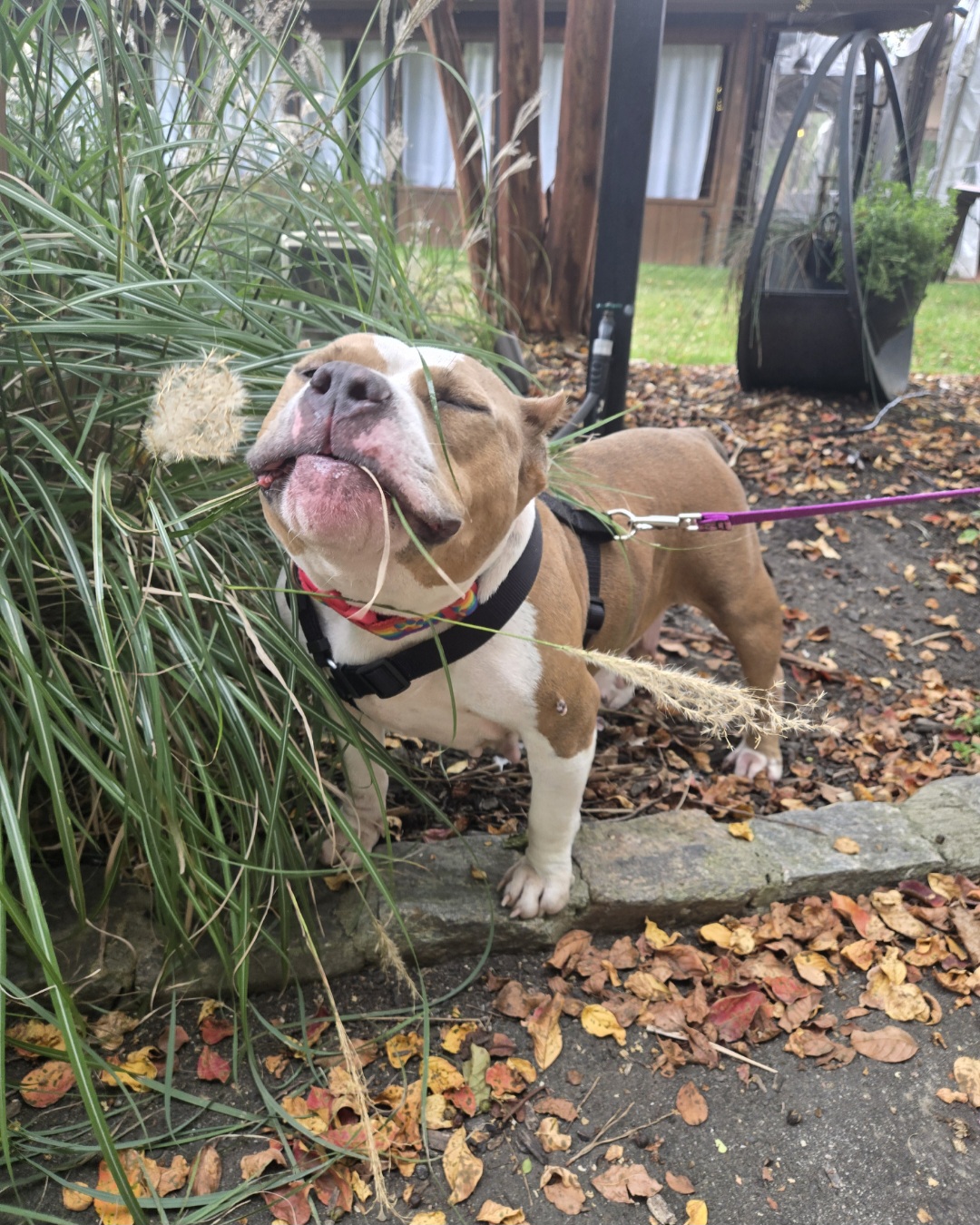 stout dog with underbite playfully chews on a shrub along a gravel pathway