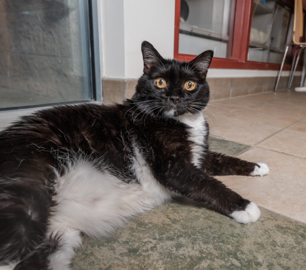 black and white cat lounging on the floor at the animal shelter
