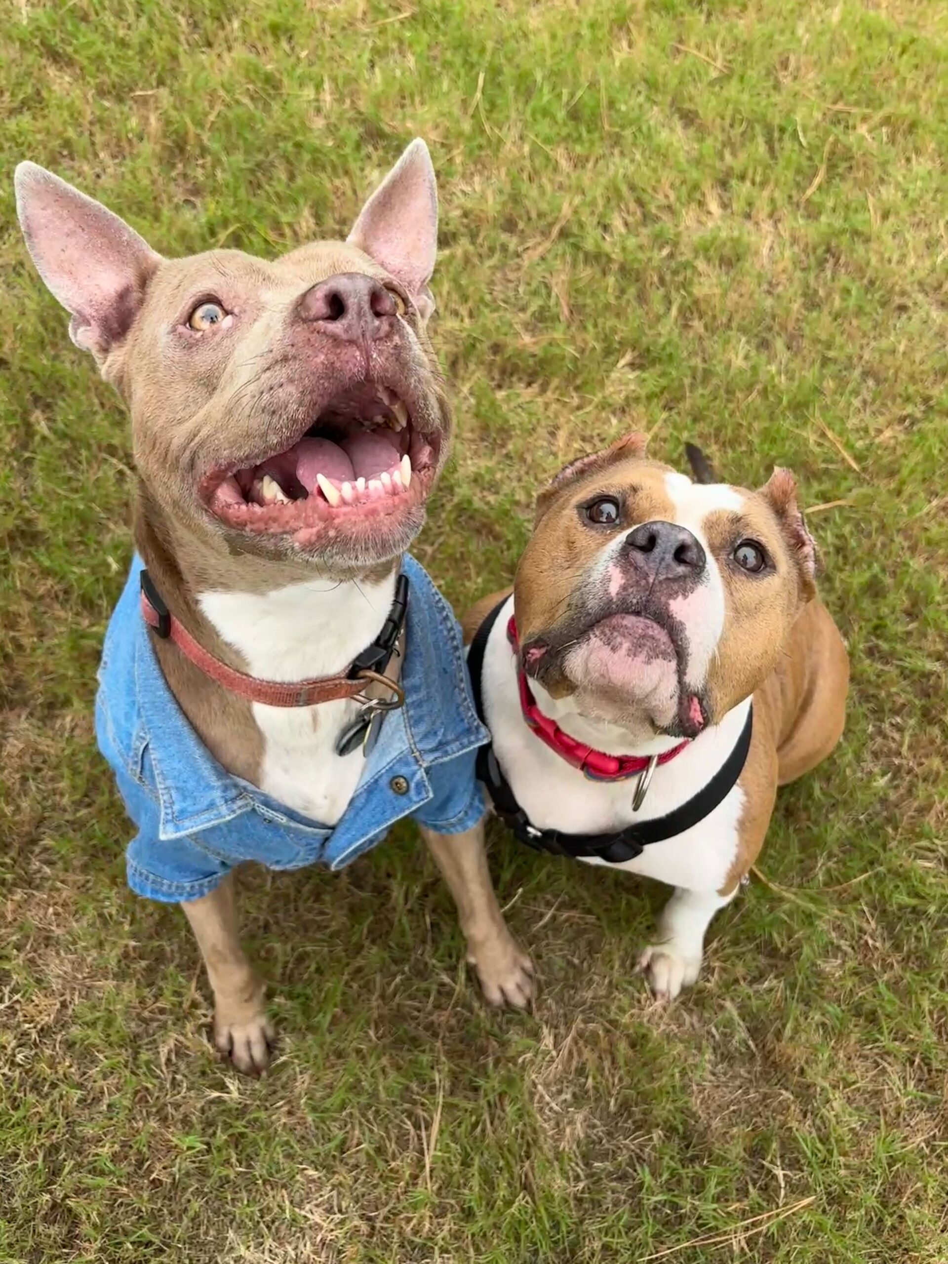 two dogs sit shoulder-to-shoulder on the grass and look into the camera
