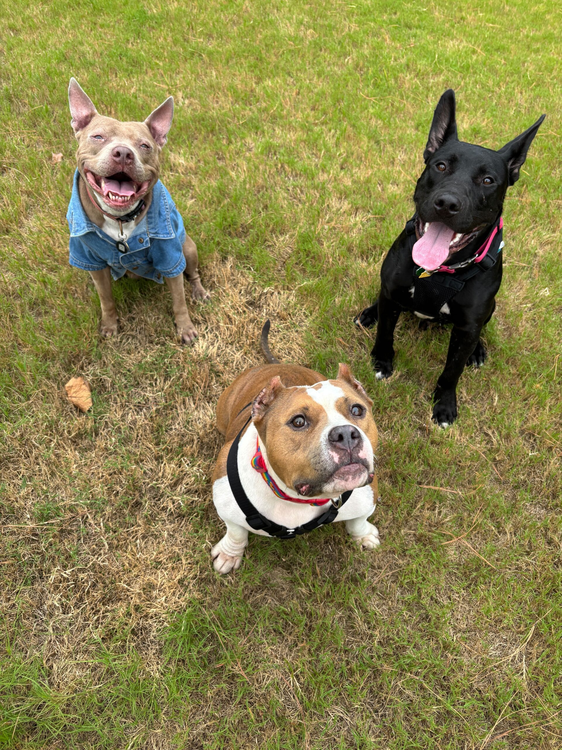 three dogs smile and stand in a triangle together on the grass of the shelter's outdoor play yard