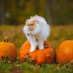 Halloween Pet Safety Tips