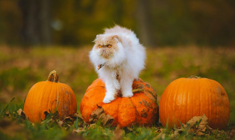 Halloween Pet Safety Tips
