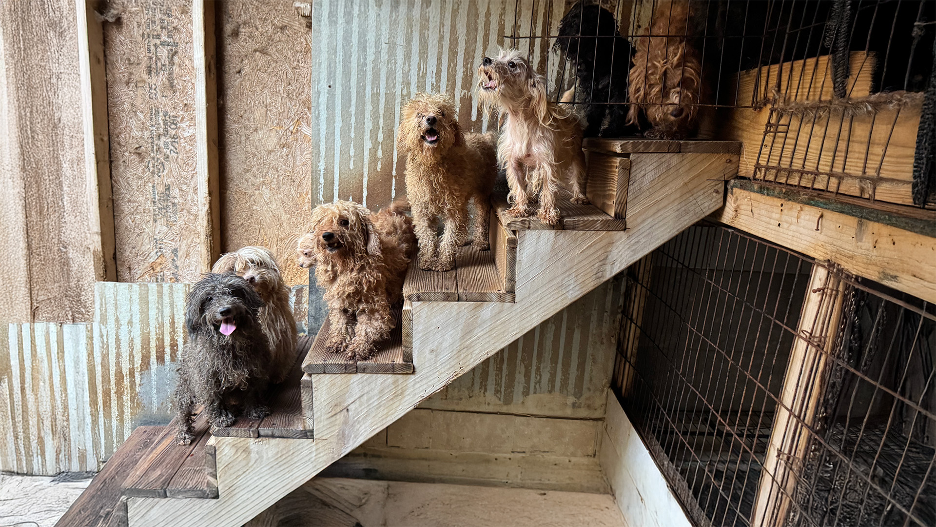 Several matted dogs sit on a staircase inside the dingy home of a puppy mill
