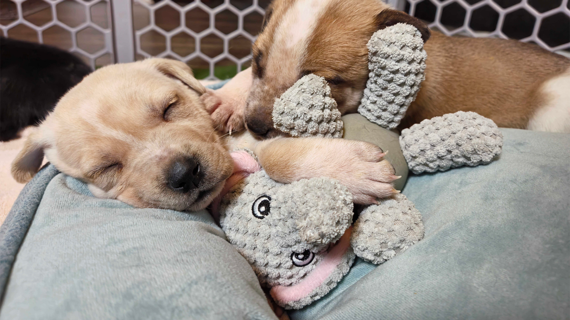 Two adorable shelter puppies cuddle together with a toy in their bed