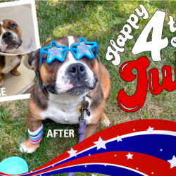4th of July Pet Safety 4th of July Pet Safety