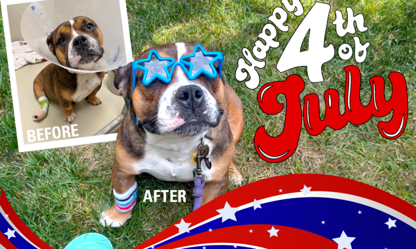4th of July Pet Safety 4th of July Pet Safety