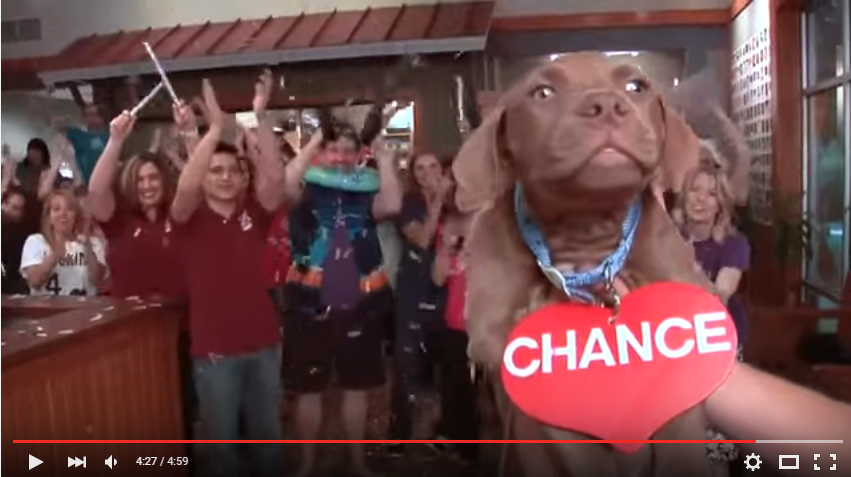 SPCA of Wake County Take a Chance on Me viral Abba Lip Dub video thumbnail