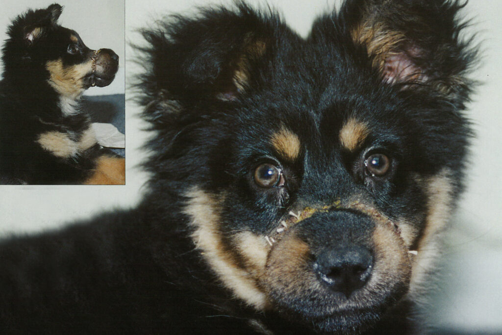 Black and tan dog, victim of animal cruelty, with scars around his muzzle