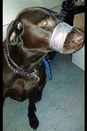 Chocolate laborador victim of animal cruelty with duct tape wrapped around muzzle