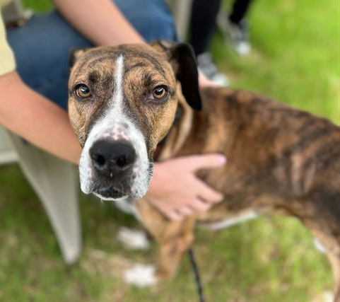 brindle shelter dog stands near a person in a chair in an outdoor play yard